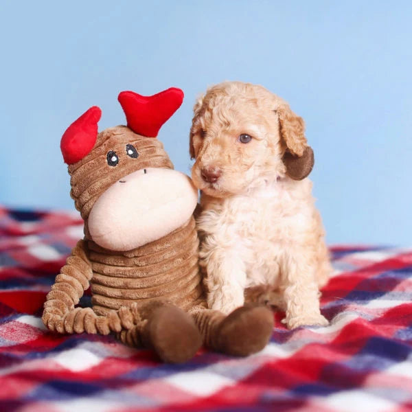 ZippyPaws Crinkle Rendier Small