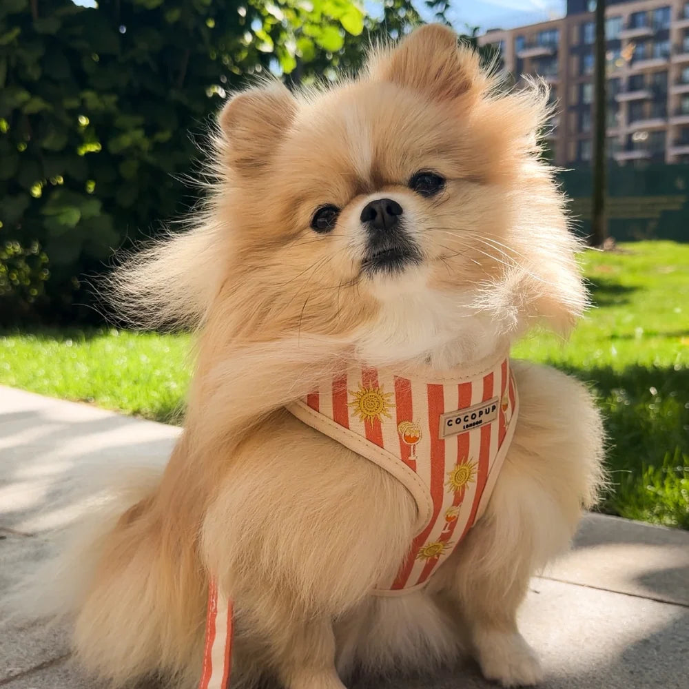 Cocopup London Sunshine & Spritz – Verstelbaar Hondentuig